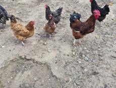 Куры и петухи 