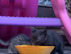 ПОМОГИТЕ ПРИСТРОИТЬ КОТЯТ