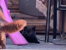 ПОМОГИТЕ ПРИСТРОИТЬ КОТЯТ