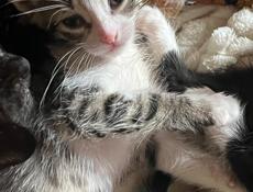Отдам котят