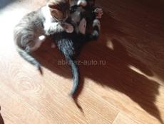 Дарю котят.