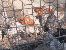 Продаются цыплята породы Мастер грей ,Гриз Бар