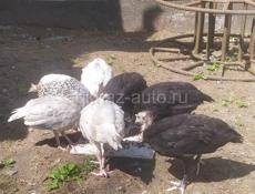 Продаются индюшата