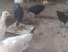 Продаются индюшата