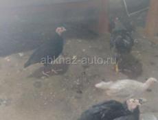 Продаются индюшата