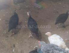 Продаются индюшата