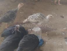 Продам индюшат 