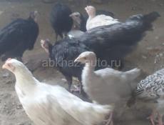 Продам индюшат 