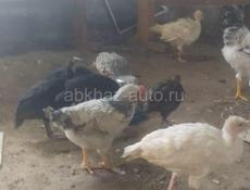 Продам индюшат 