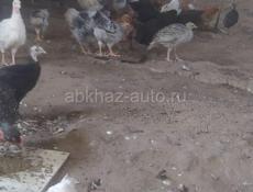 Продам индюшат 