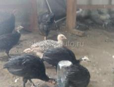 Продам индюшат 