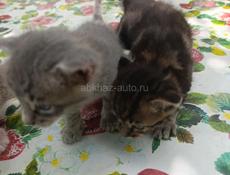 Котята 
