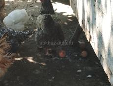Куры крупных больше болши двух килогром