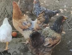 Куры крупных больше болши двух килогром