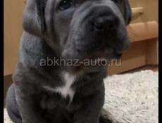 ПРОДАЮТСЯ ЩЕНКИ КАНЕ КОРСО 
