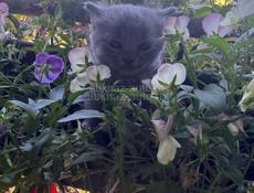 Продаю котят , вислоухие британцы, шотландские, подробнее писать в вацап