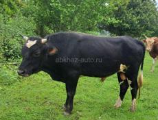 Продаю бычков  один от 100 до 130 килограммов примерно  .    Второй  примерно  от 60 до 80 может и больше
