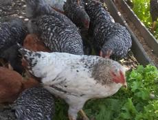 Продаются цыплята породы Мастер грей и Гриз бар 