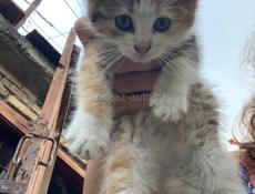 Отдам котят в добрые и заботливые руки