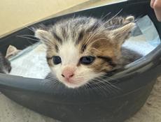Котята чистокровные 