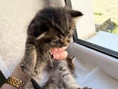 Котята чистокровные 