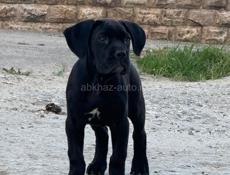 Кони Корсо 🔥