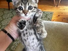 Отдам котят в добрые руки