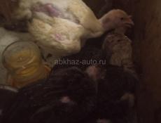 Продаются  индюшата