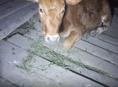 Продаётся телка