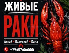 Живой рак. Алтай. Волжский. Кама ‼️