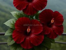 Няня