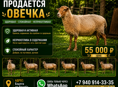 СРОЧНО ПРОДАЁТСЯ ОВЕЧКА 🐑