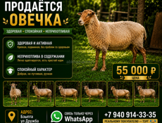 СРОЧНО ПРОДАЁТСЯ ОВЕЧКА 🐑