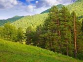 Куплю свежую кукурузу жёлтую