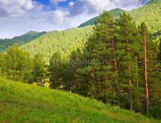 Куплю свежую кукурузу жёлтую