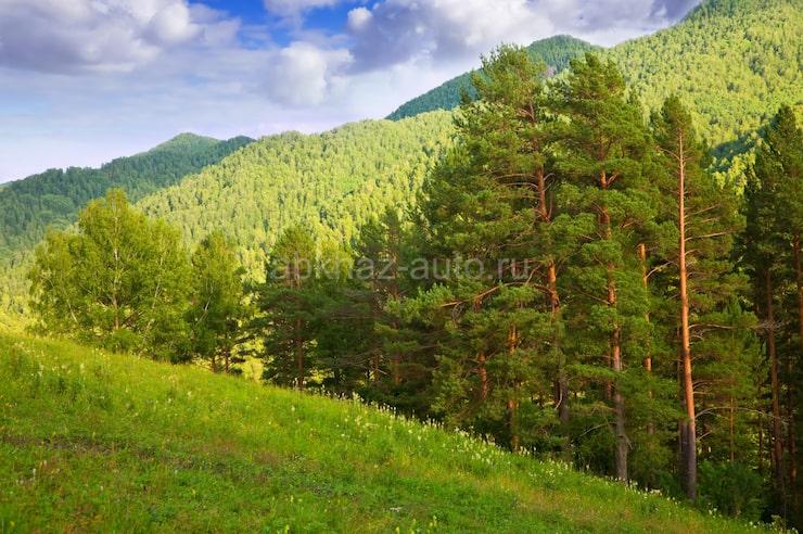 Куплю свежую кукурузу жёлтую