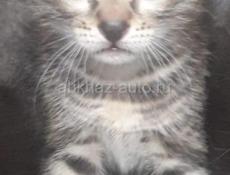 ОТДАЁМ КОТЯТ В ДОБРЫЕ РУКИ!