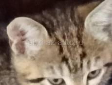 ОТДАЁМ КОТЯТ В ДОБРЫЕ РУКИ!