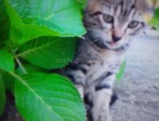 ОТДАЁМ КОТЯТ В ДОБРЫЕ РУКИ!