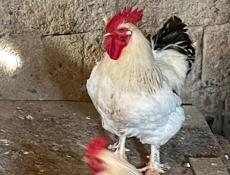 Крупные петухи 🐓