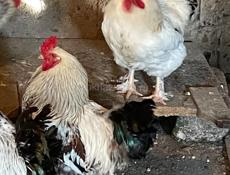 Крупные петухи 🐓