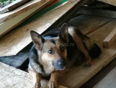 ЩЕНКИ ОТ ВОСТОЧНО-ЕВРОПЕЙСКОЙ ОВЧАРКИ