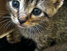котенок