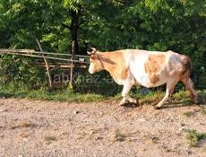 Прродаю корову