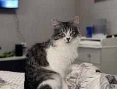 Кошечка Мила 