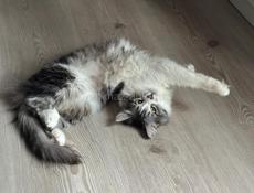 Кошечка Мила 