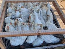 Продаются утки и гуси р. Очамчира с. Илор все по телефону