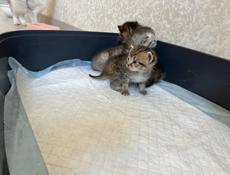 Котята