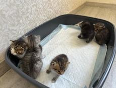 Котята 