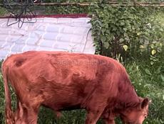 Бычек 70-80кг